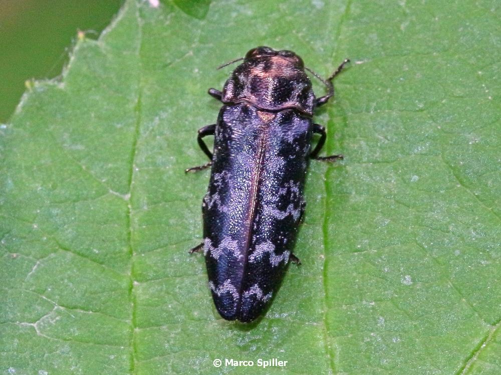 Buprestidae: Coraebus rubi